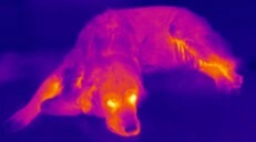 ejemplo foto termica con camaras termograficas Testo Flir GimateG